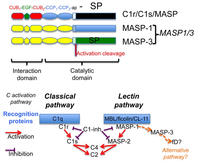 Modular structure of the C1r/C1s/MASP family and their role in complement activation.