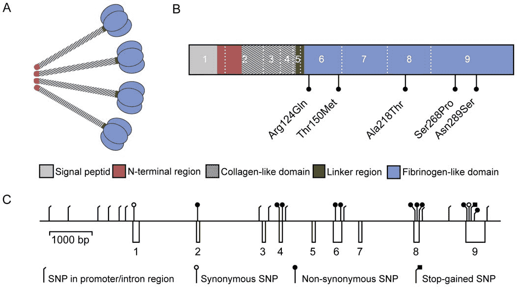 The structural and domain organization of M-ficolin and the organization of the exons in FCN1.