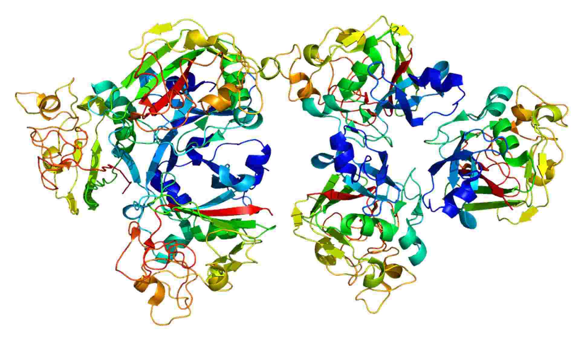 Fig. 1 L-ficolin structure. （By Emw - Own work, https://commons.wikimedia.org/wiki/File:Protein_FCN2_PDB_2j0g.png)