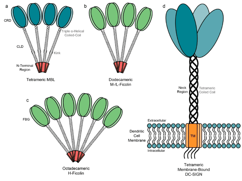 Active, oligomeric structures of MBL; M-/L-ficolin; H-ficolin; Dc-SIGN.