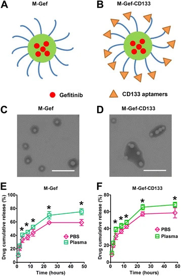 Fig. 3 Gefitinib-loaded nanomicelles with CD133 aptamers.