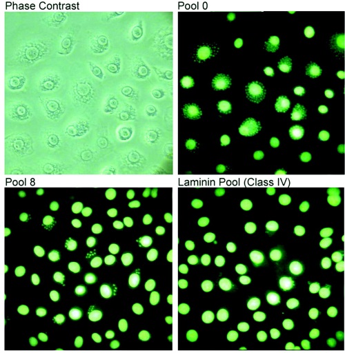 Fig. 2 The invasion inhibition activity of the Trypanosoma cruzi aptamer.