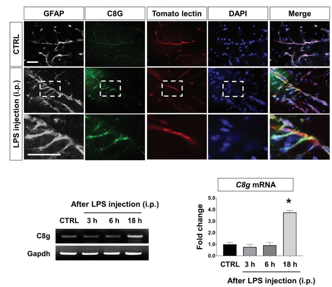 Component 8 gamma (C8G) expression in perivascular astrocytes in the lipopolysaccharide (LPS)-induced inflamed brain.