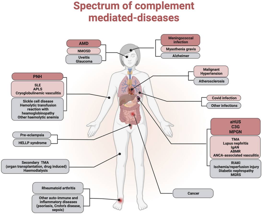 Fig. 2 Major mechanisms of the pathogenic involvement of complement in systemic and local disorders. (Meuleman et al., 2022)