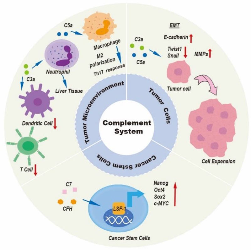 Introduction to role of the complement system in liver cancer.