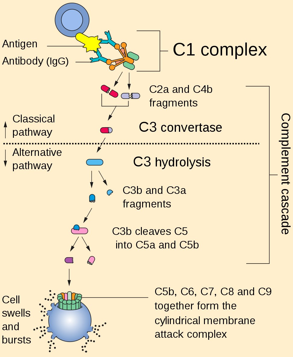 Fig. 1 Complement pathway. （https://commons.wikimedia.org/wiki/File:Complement_pathway.svg)