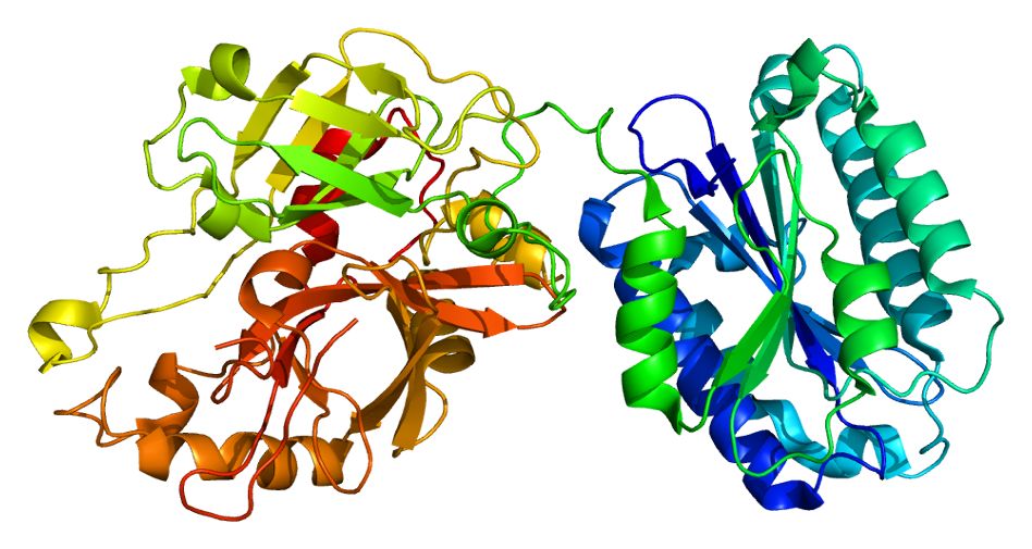 Fig. 1 Molecular structure of C2. (By Emw - Own work, https://commons.wikimedia.org/wiki/File:Protein_C2_PDB_2i6q.png)