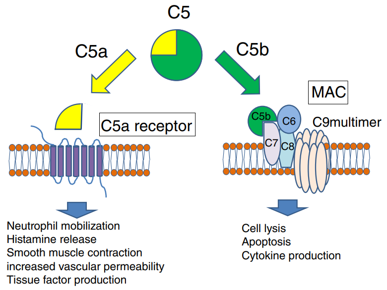 The generation of C5a and C5b.