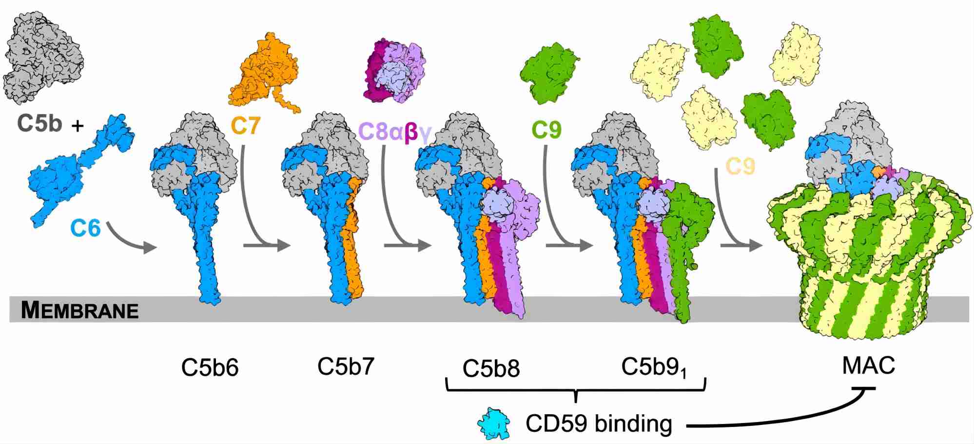 Fig. 1 Complement C7 participates in the MAC assembly. (Bubeck et al., 2023)
