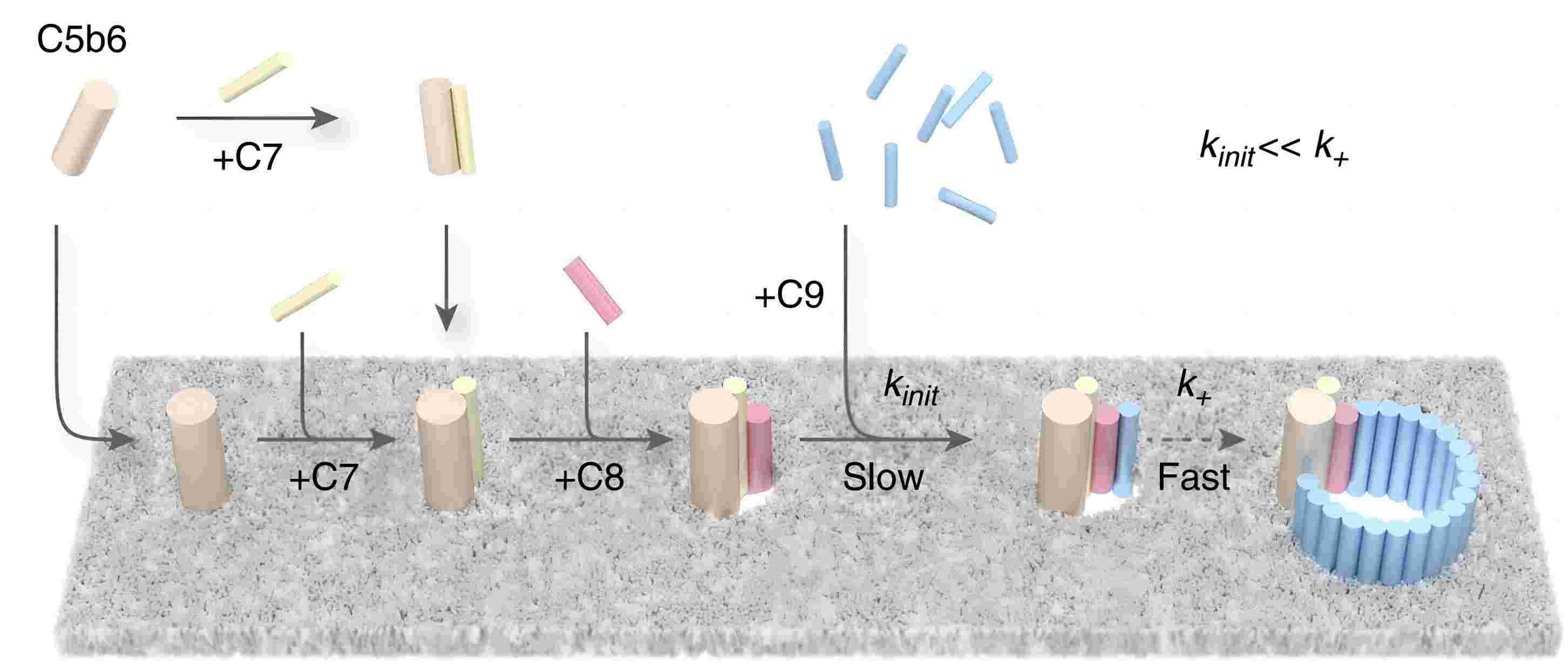 C9 is one of the components of the MAC. (Parsons et al., 2019)