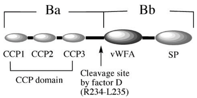 Schematic representation of factor B showing components CCP1–3 (three-complement control proteins), vWFA (von Willebrand factor type A), and SP (serine protease).