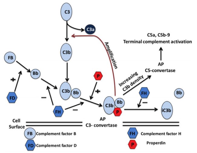 Activation of complement alternative pathway. 