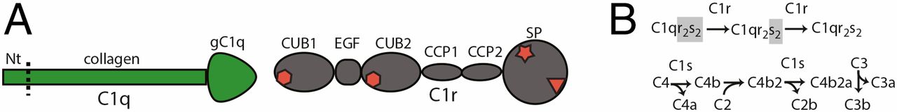 Structure and activation of C1
