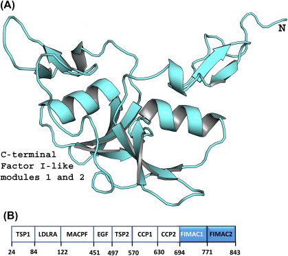 Crystal structure for complement component C7