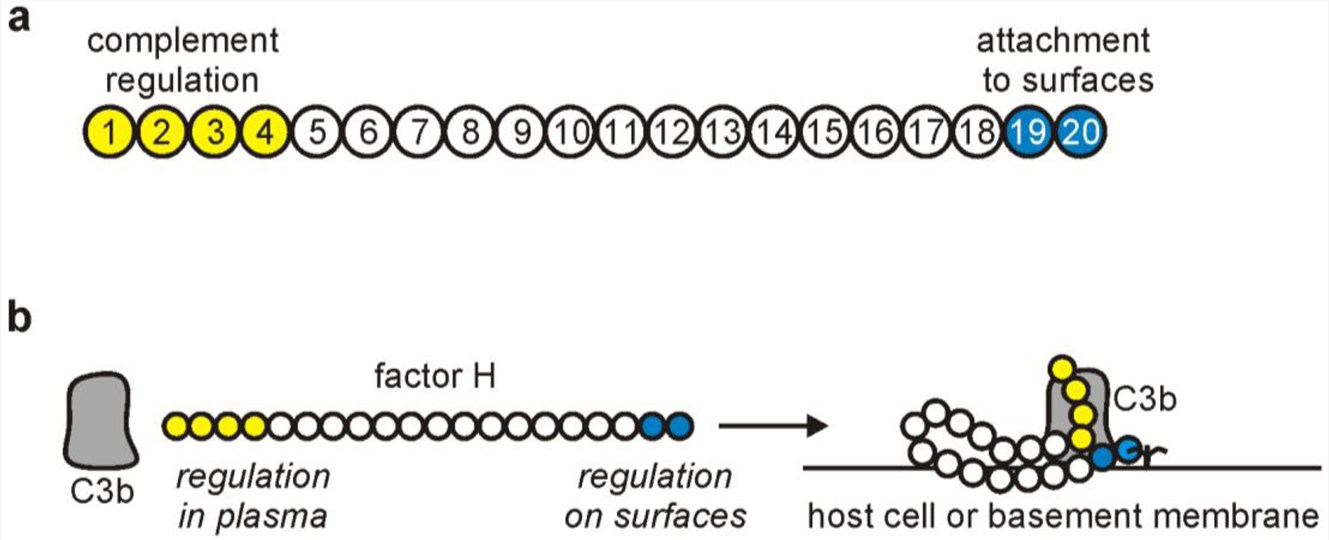 The schematic structure of factor H