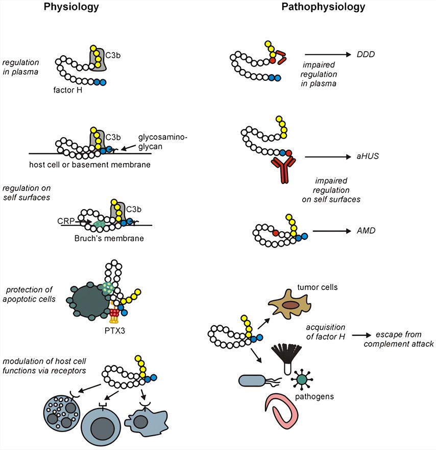 Overview of main factor H functions and their implication in pathological conditions