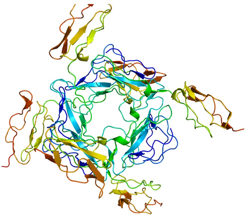 Fig. 1 Molecular structure of MCP. （By Emw - Own work, https://commons.wikimedia.org/wiki/File:Protein_CD46_PDB_1ckl.png)