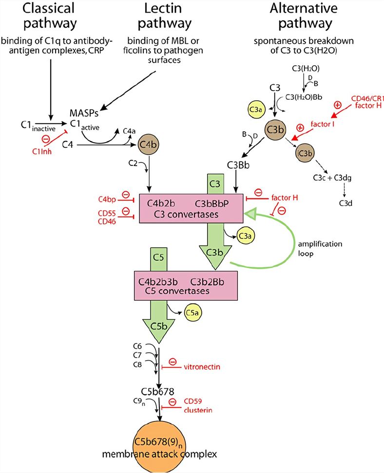Schematic representation of the complement system and its regulators.