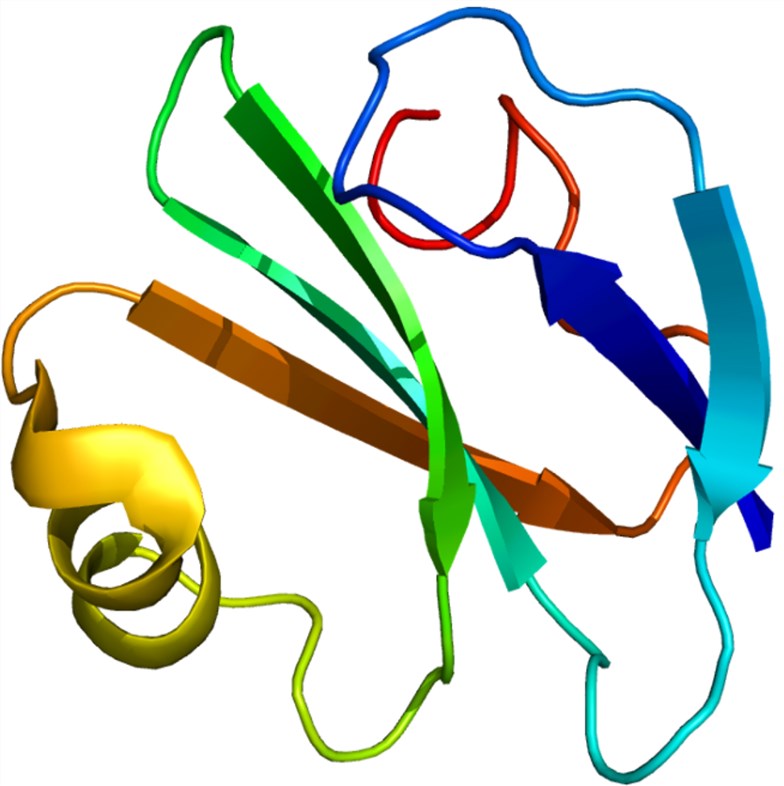 Fig. 1 Protein structure of CD59. （By Emw - Own work, https://commons.wikimedia.org/wiki/File:Protein_CD59_PDB_1cdq.png) 
