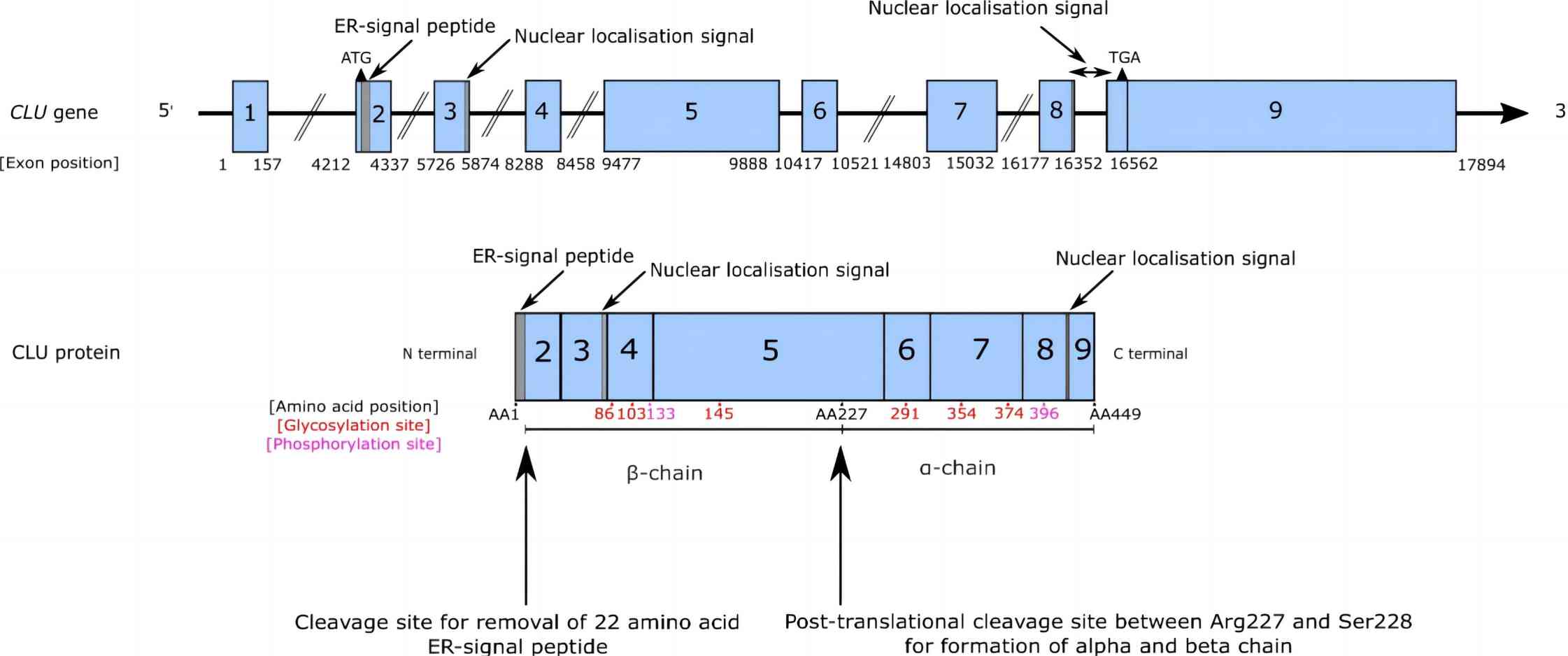 Fig. 1 Clusterin gene and protein structure. (Foster et al., 2019) 