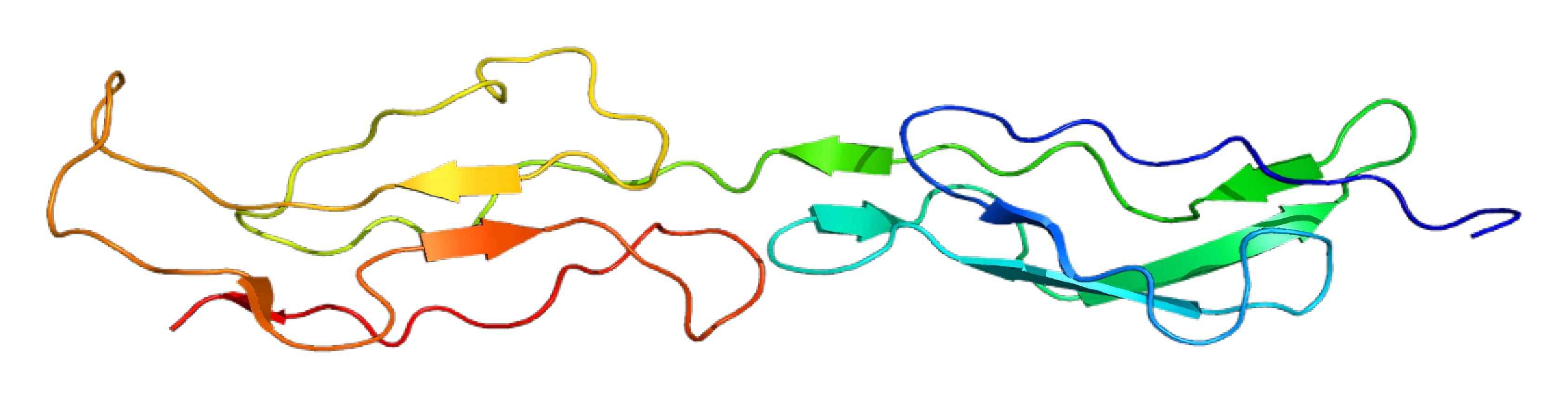 Fig. 1 Diagram of CR1structure. （By Emw - Own work, https://commons.wikimedia.org/wiki/File:Protein_CR1_PDB_1gkg.png)