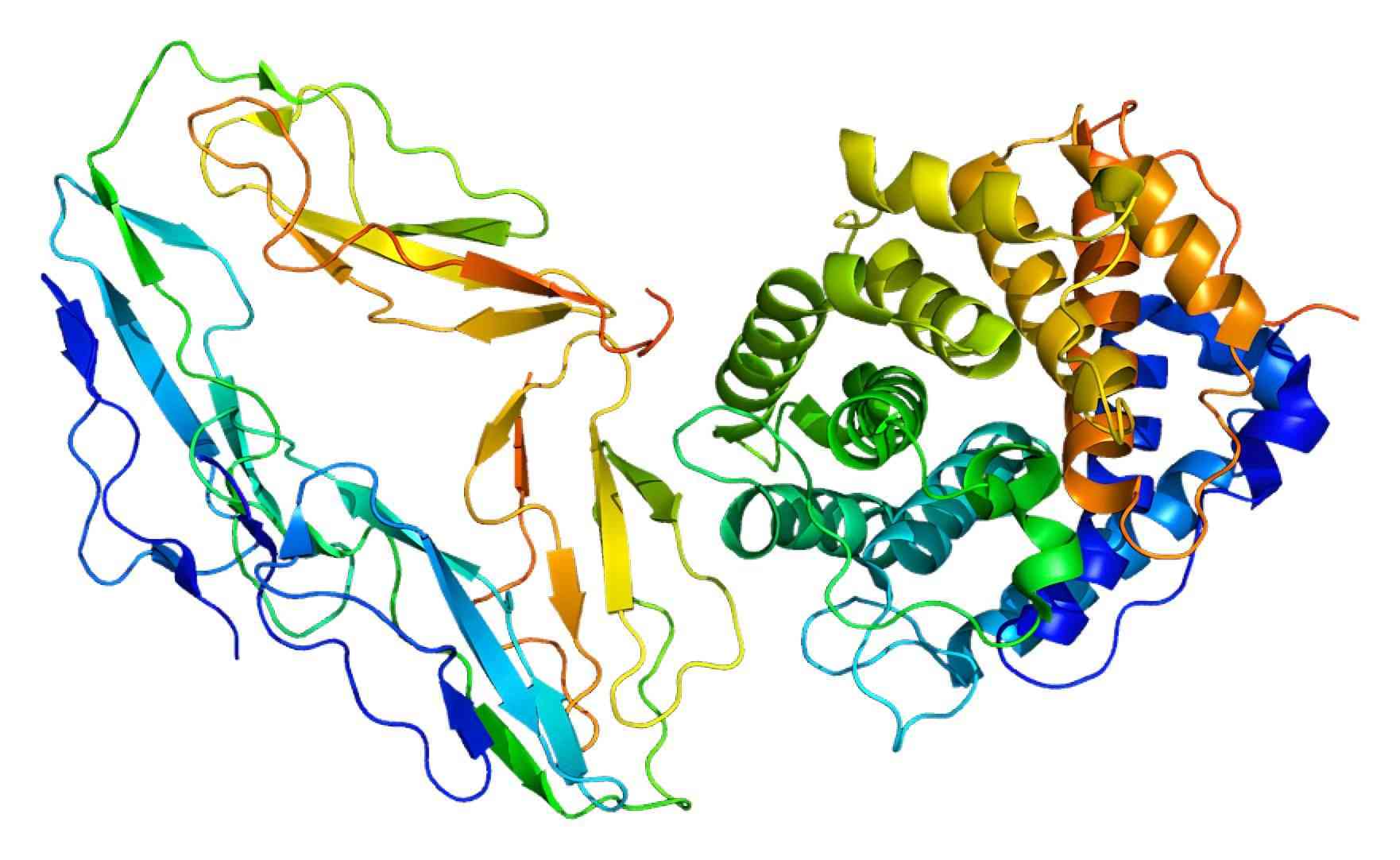 Fig. 1 CR2 3D structure. （By Emw - Own work, https://commons.wikimedia.org/wiki/File:Protein_CR2_PDB_1ghq.png)