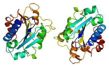 Fig. 1 ITGAM structure schematic diagram. （By Emw - Own work, https://commons.wikimedia.org/wiki/File:Protein_ITGAM_PDB_1bho.png)