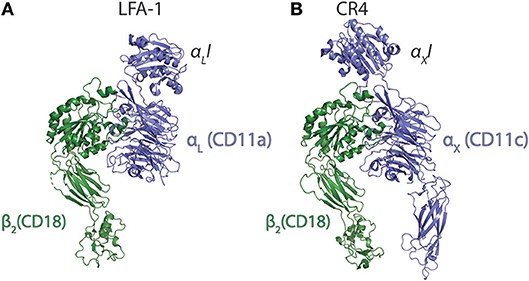 Comparison of the LFA-1 and CR4 (αXβ2).