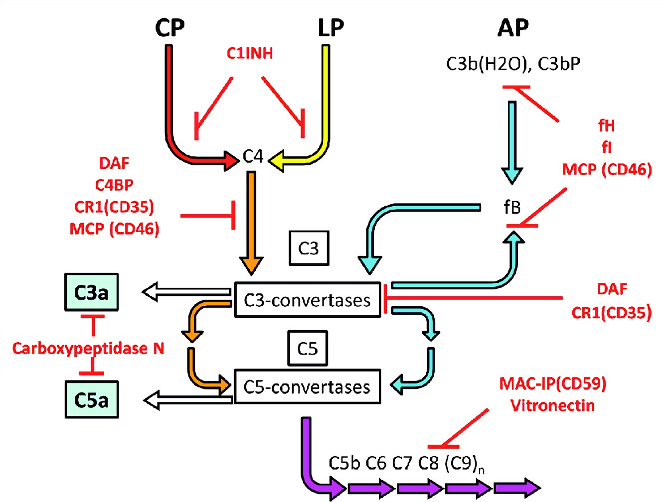 Schematic presentation of key complement regulators in the complement system. 
