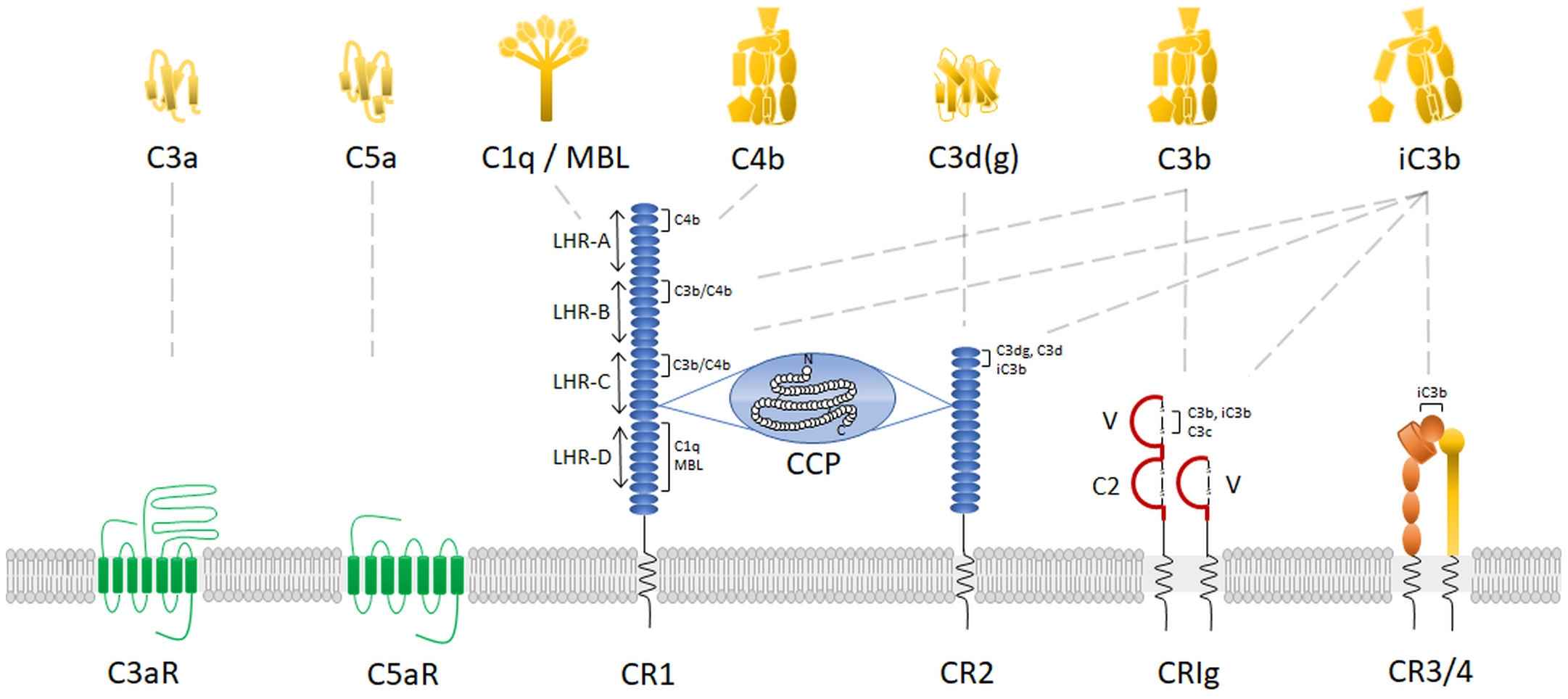 Fig. 2 Complement receptors. (Vandendriessche et al., 2021)