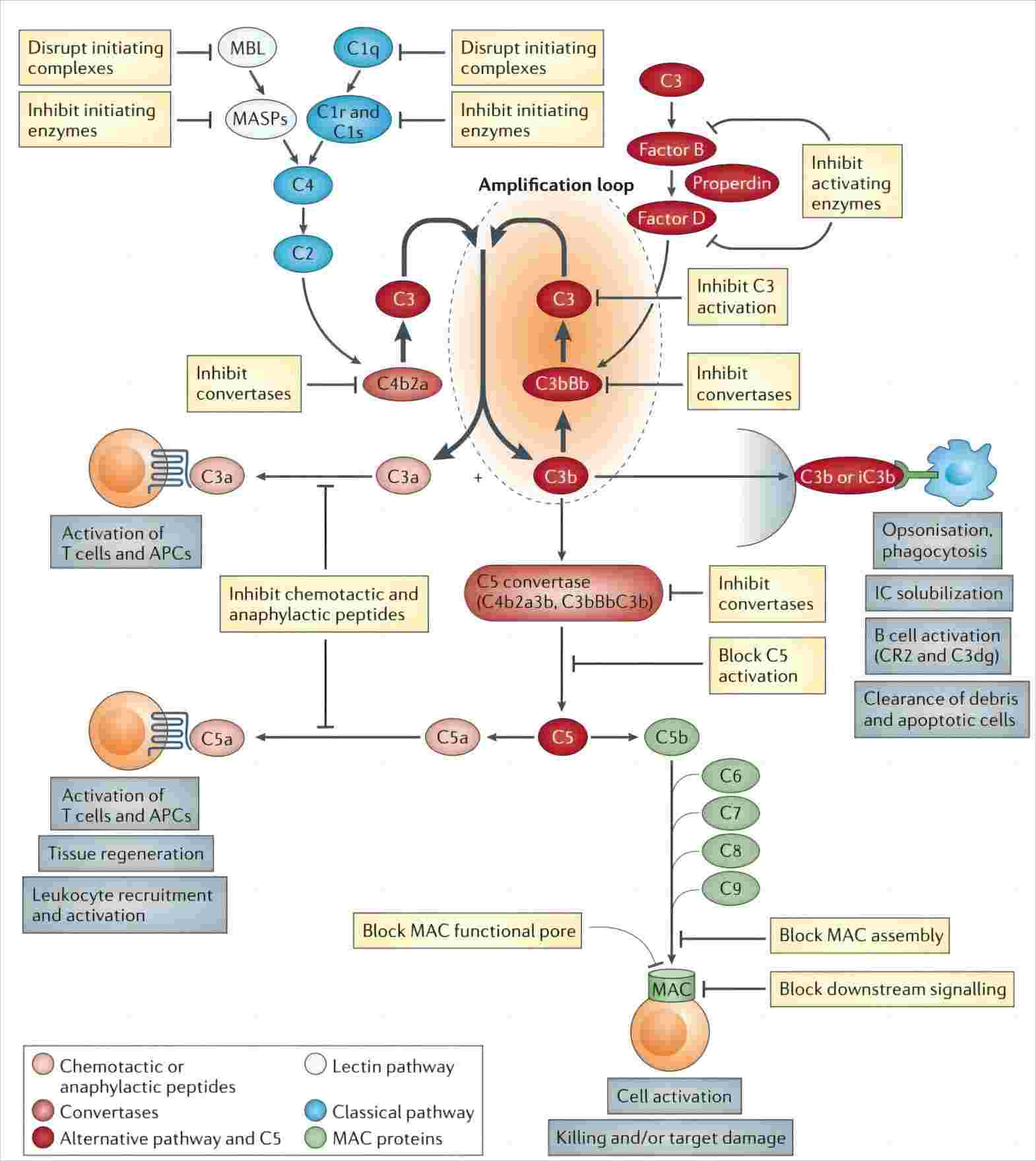 Fig 1. Schematic diagram of complement regulation. (Morgan et al., 2015)