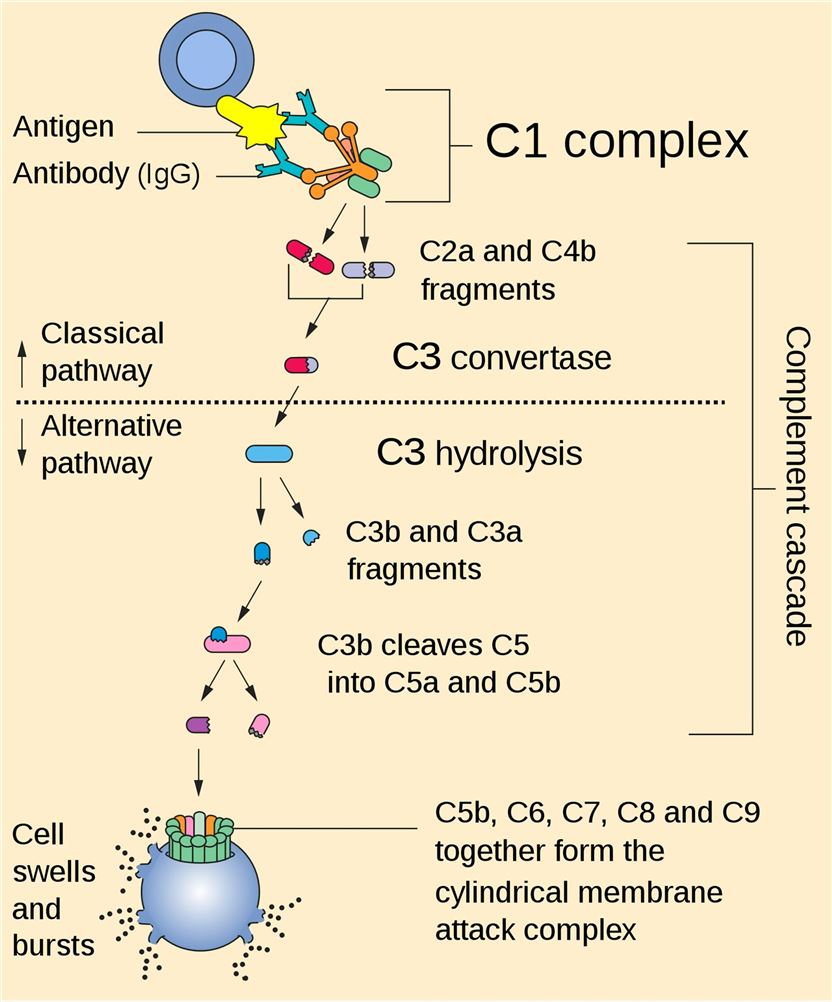 Fig. 1 Complete cascade. （https://commons.wikimedia.org/wiki/File:Complement_pathway.svg)