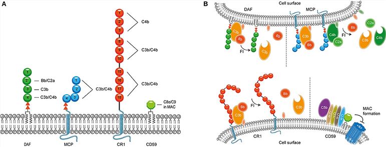 Membrane bound complement regulatory proteins