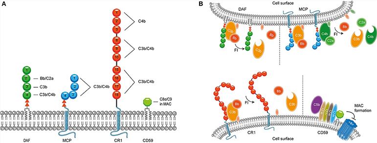 Membrane bound complement regulatory proteins