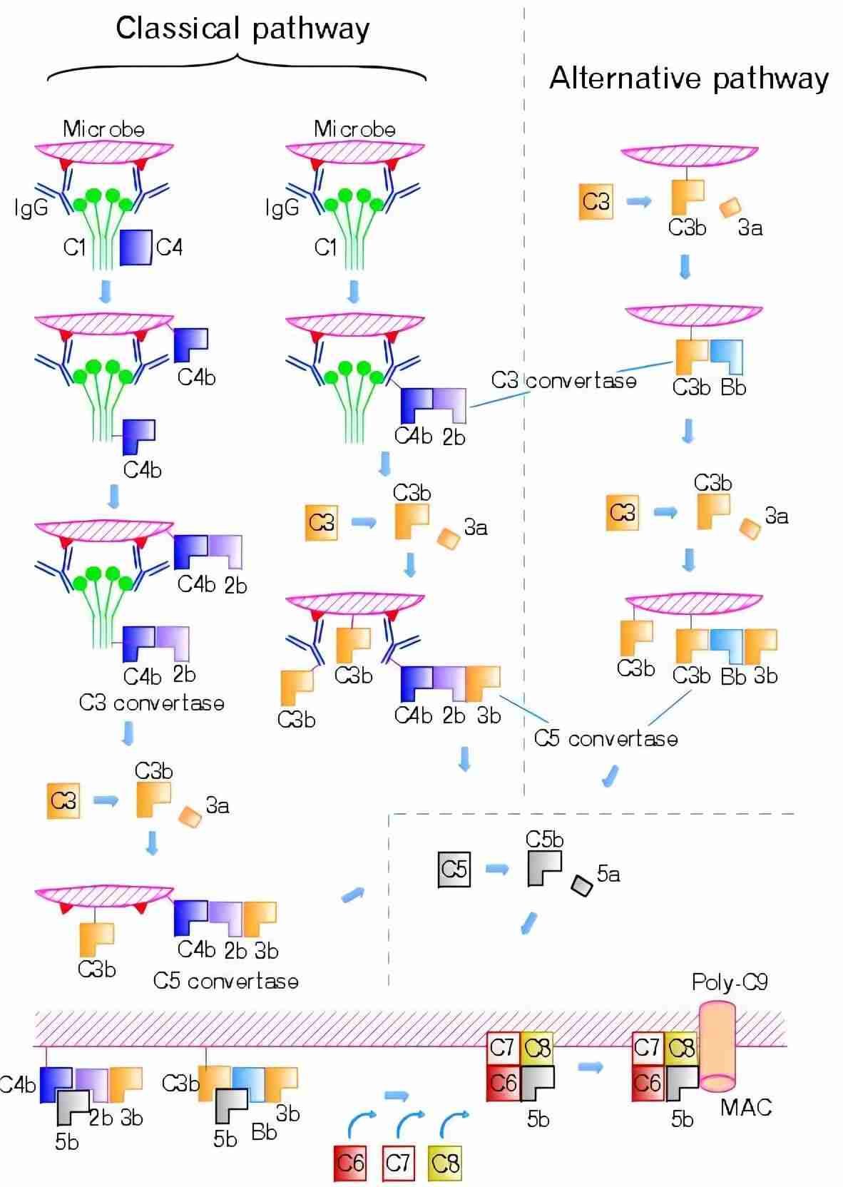 Alternative complement pathways. （From Wikipedia: By Tossh_eng - Tossh_eng (Schematic illustration was made with a drawing application.), https://commons.wikimedia.org/wiki/File:Complement-pathways.png)