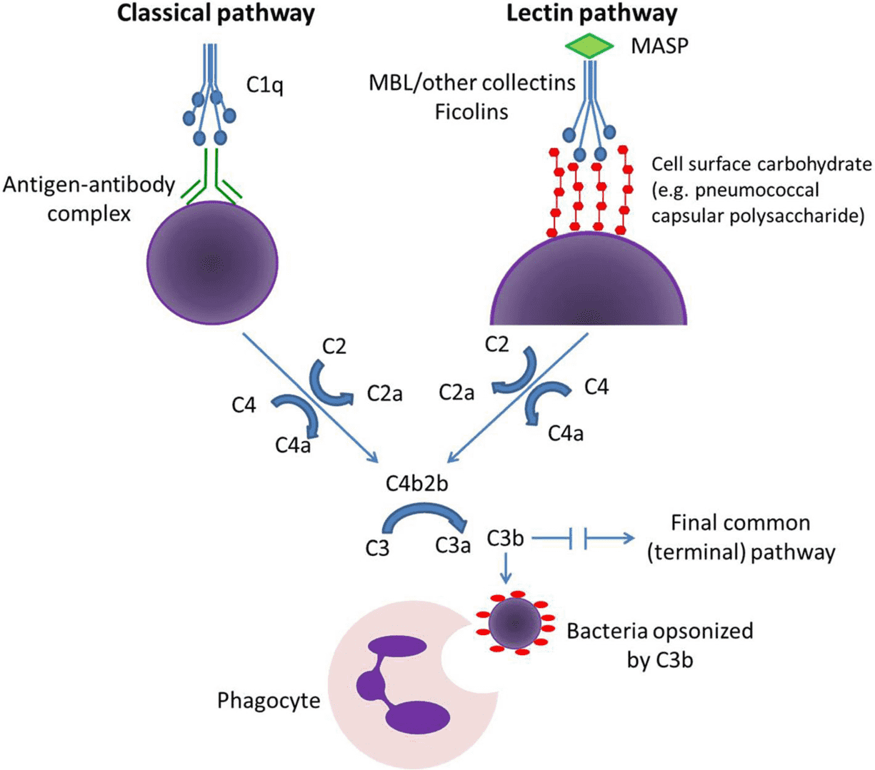 Classical and lectin pathways of complement activation. (LaFon et al., 2020)