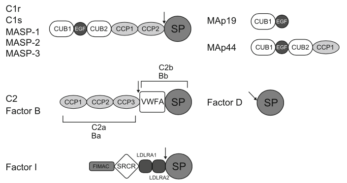 Domain organization of complement serine proteases.