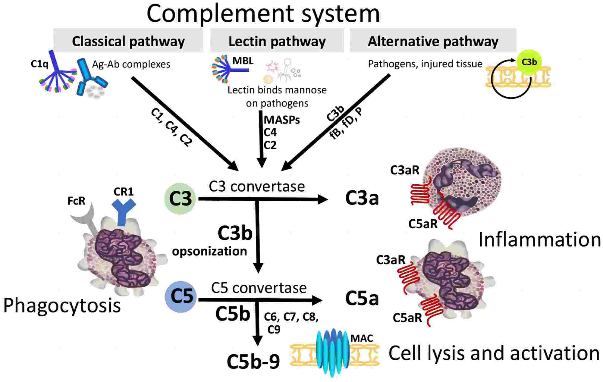 Fig. 2 Complement activation by the classical pathway (CP), lectin pathway (LP), and alternative pathway (AP). (Girardi et al., 2020)’