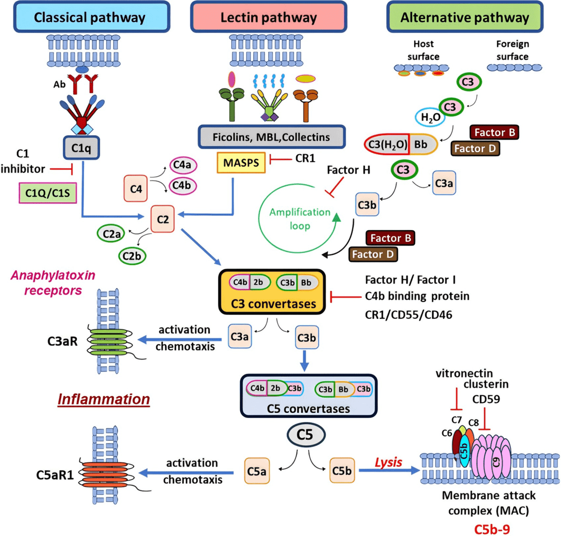 Fig, 1 Complement system. (Detsika et al., 2024)