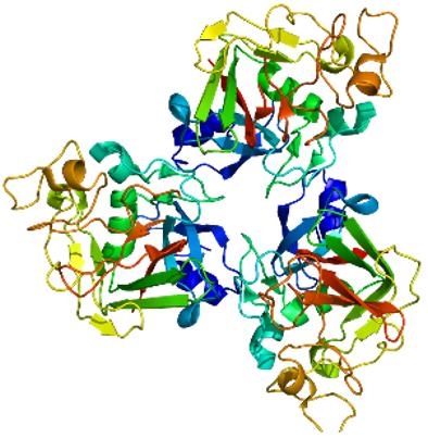 Structures of M-ficolin. (By Emw - Own work, CC BY-SA 3.0, https://commons.wikimedia.org/w/index.php?curid=8767878)