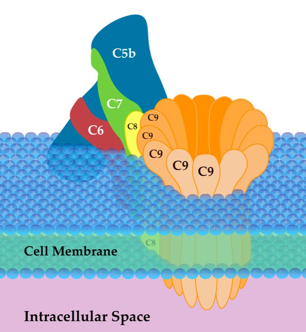 Fig. 2 Structure of MAC. （By SLiva2016, Own work, https://commons.wikimedia.org/wiki/File:Membrane_Attack_Complex_(Terminal_Complement_Complex_C5b-9).png)