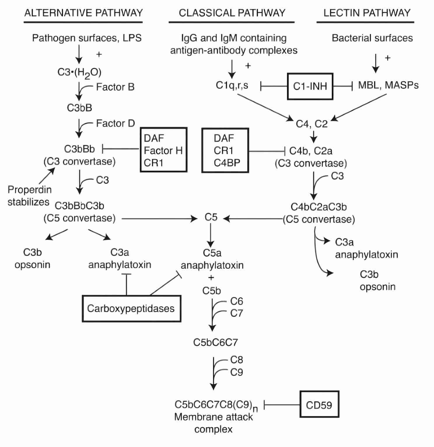 Fig. 3 Complement receptors. (Vandendriessche et al., 2021)
