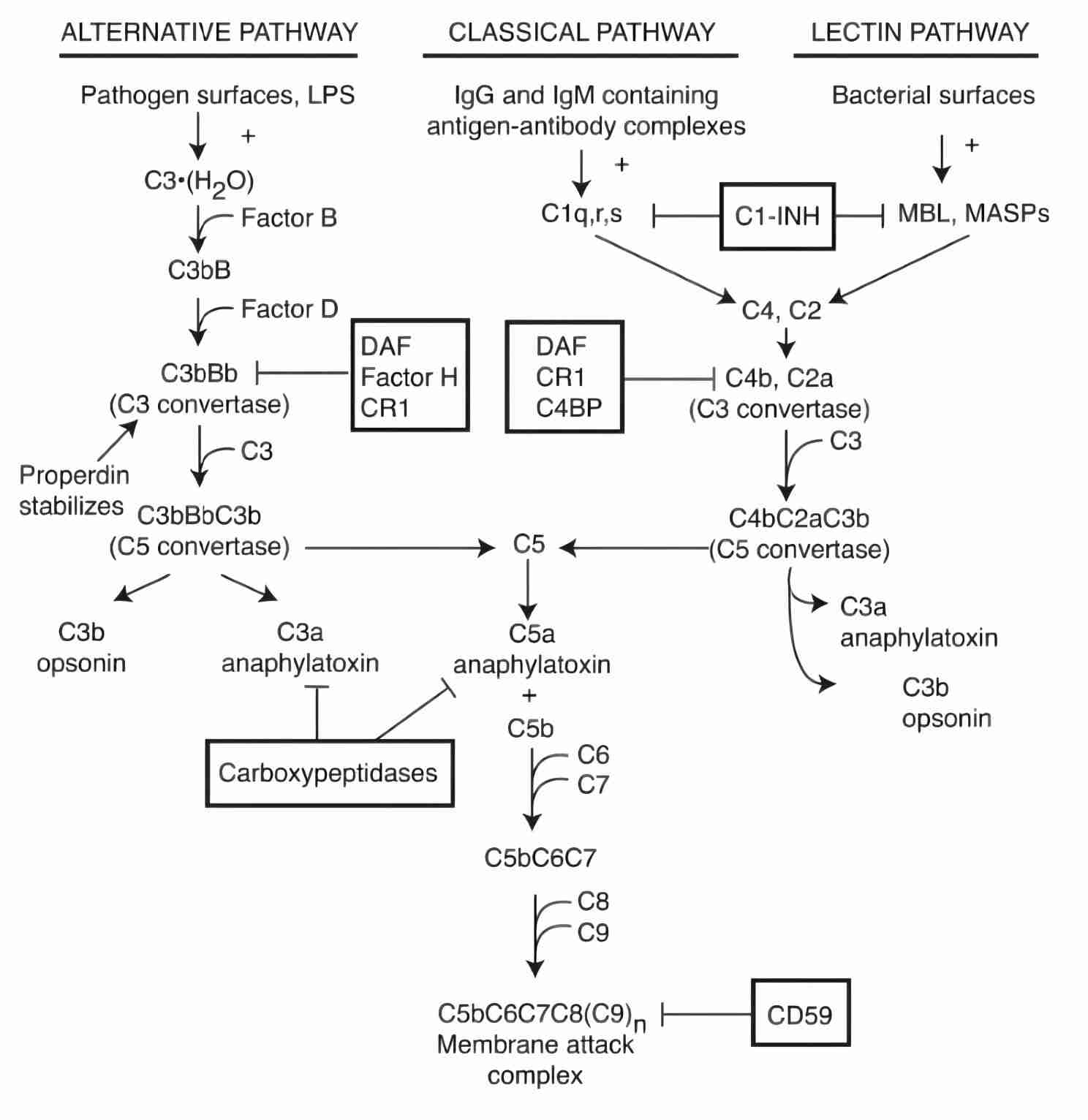 The pathways of complement activation: alternative, classical and lectin pathways.