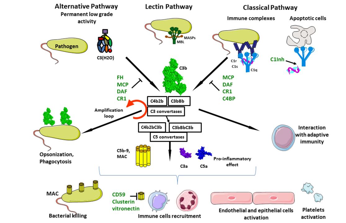 Complement activation.
