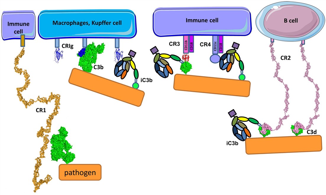 Complement receptors.