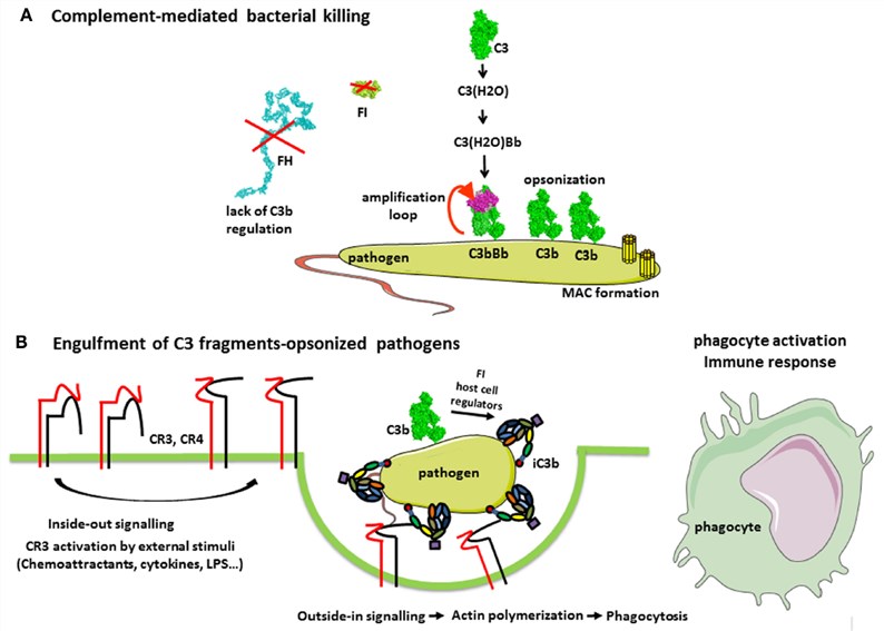 Complement in the defense against pathogens.