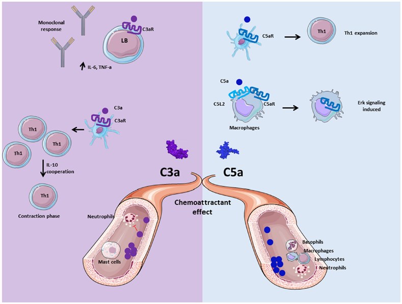 Role of anaphylatoxins C3a and C5a.