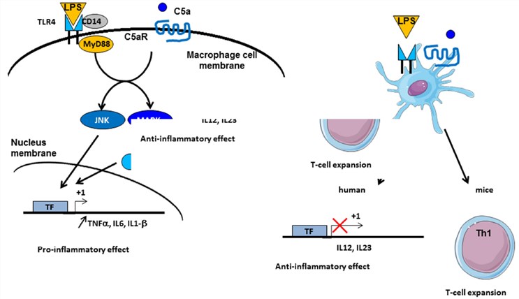 Crosstalk between complement and TLR pathways.