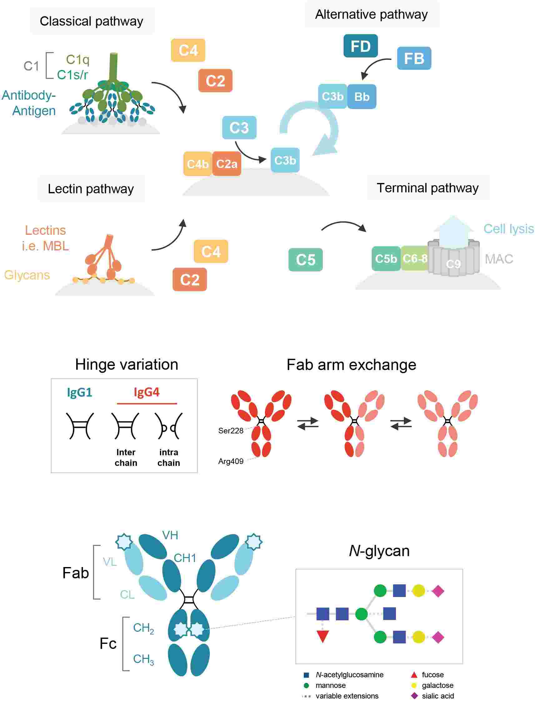 Fig. 2 Involvement of the complement system in antibody responses. (Oskam et al., 2023)