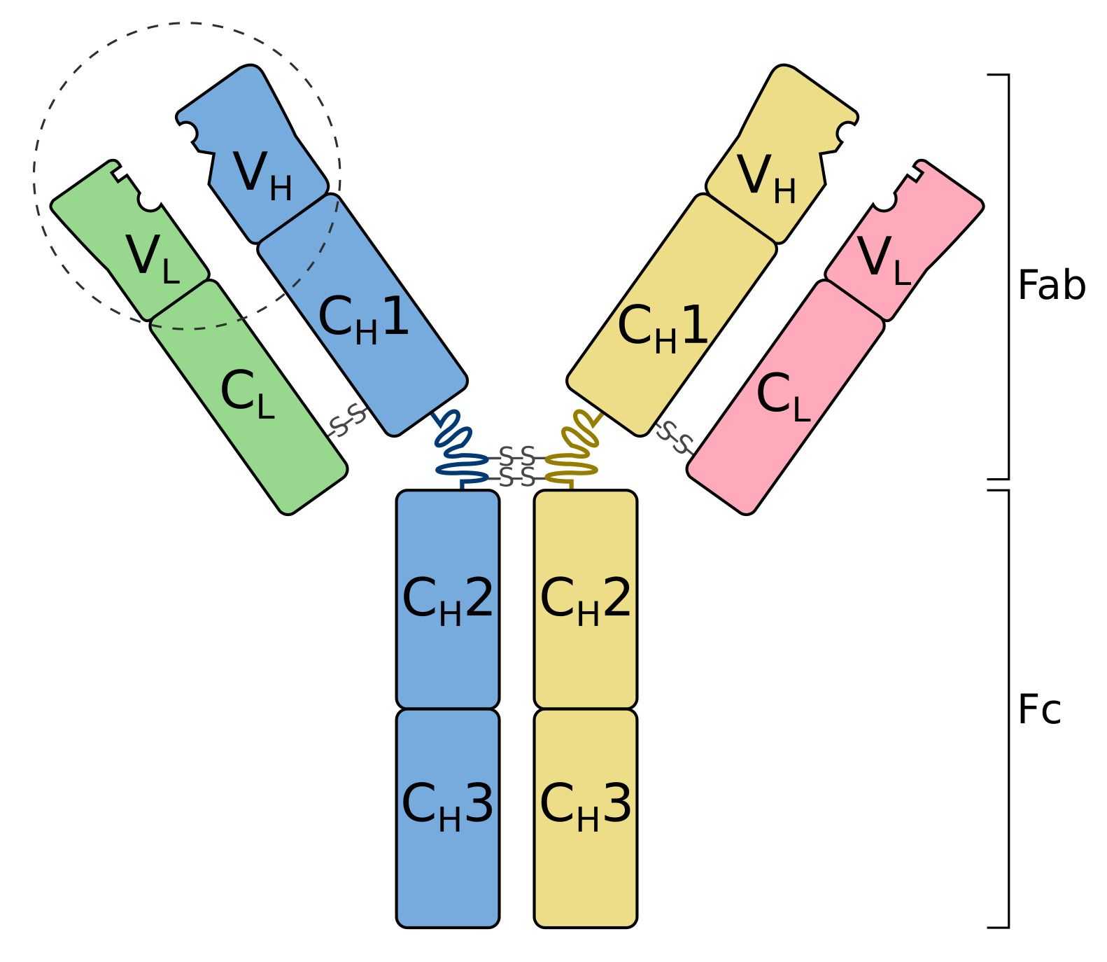 Fig. 1 The structure of secretory immunoglobulin (Ig). （From Wikipedia: Tokenzero - Own work, based on File:Immunoglobulin basic unit.svg by Y_tambe， https://commons.wikimedia.org/wiki/File:Antibody_basic_unit.svg)
